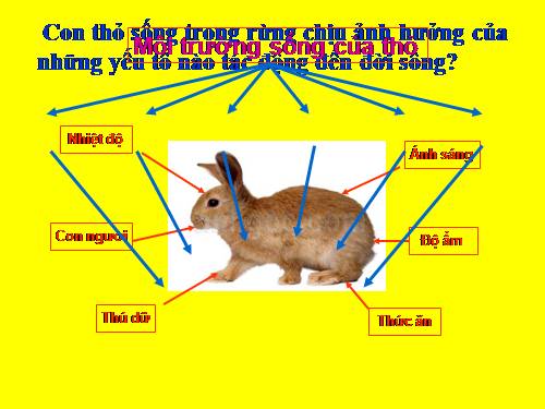 Bài 41. Môi trường và các nhân tố sinh thái