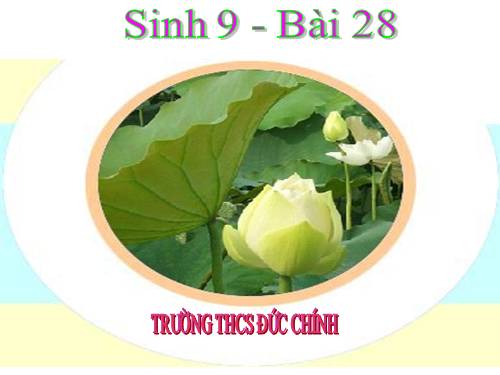 Bài 28. Phương pháp nghiên cứu di truyền người