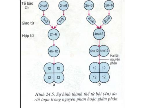 tranh sinh 9 tu 47-70