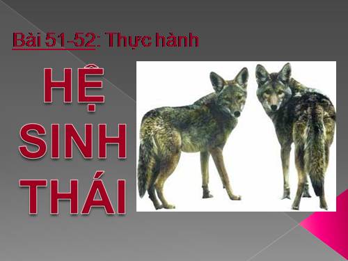 Bài 51. Thực hành: Hệ sinh thái