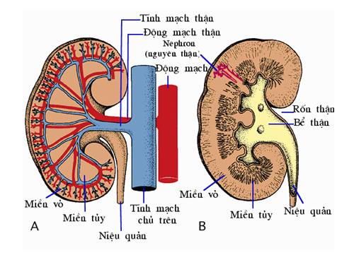 Bộ tranh_Hệ bài tiết