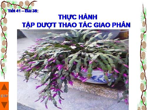 Bài 38. Thực hành: Tập dượt thao tác giao phấn