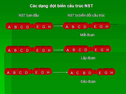 Đột biến cấu trúc NST