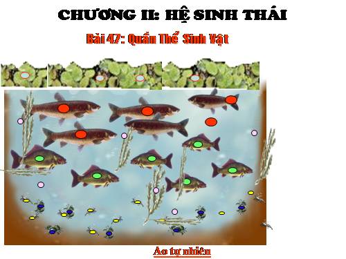 Bài 47. Quần thể sinh vật