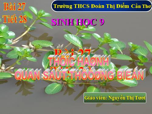 Bài 27. Thực hành: Quan sát thường biến