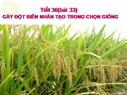 Bài 33. Gây đột biến nhân tạo trong chọn giống