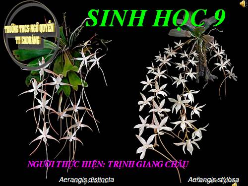 Bài 14. Thực hành: Quan sát hình thái nhiễm sắc thể