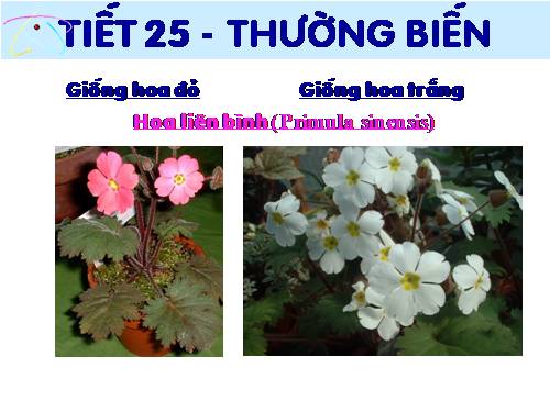 Bài 25. Thường biến