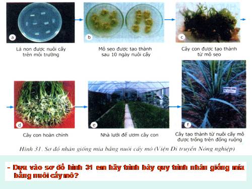 Bài 31. Công nghệ tế bào