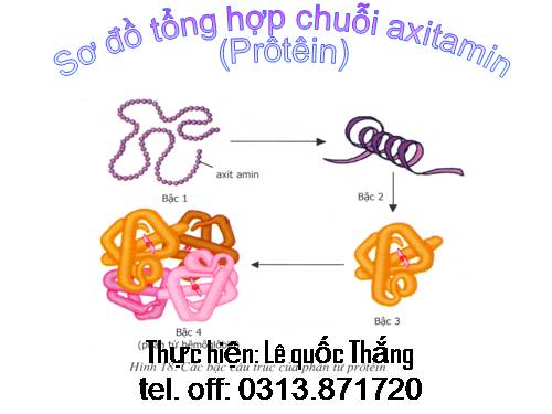 Sơ đồ tổng hợp chuỗi axit amin (Prôtêin)