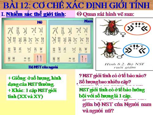 Bài 12. Cơ chế xác định giới tính