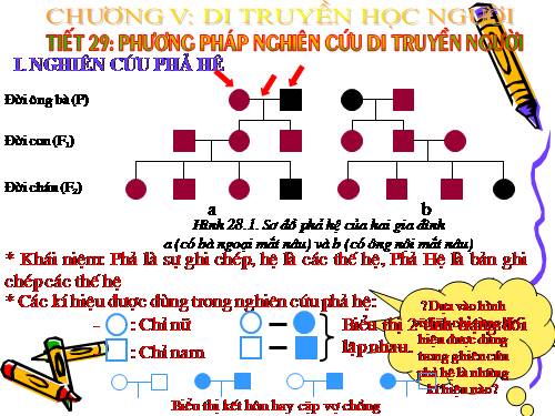 Bài 28. Phương pháp nghiên cứu di truyền người