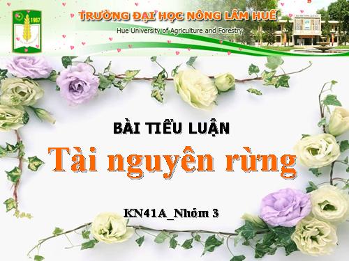 Tài Nguyên Rừng