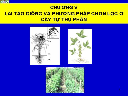 Chọn lọc ở cây tự thụ phấn