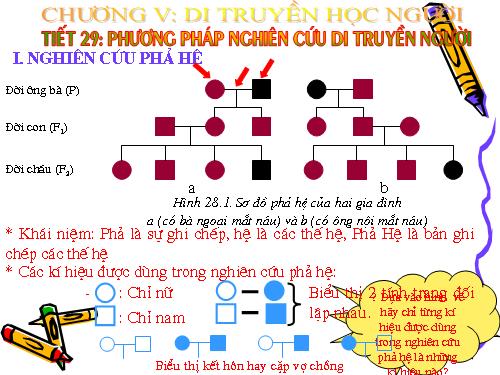 Bài 28. Phương pháp nghiên cứu di truyền người