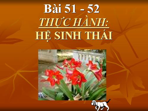 Bài 51. Thực hành: Hệ sinh thái