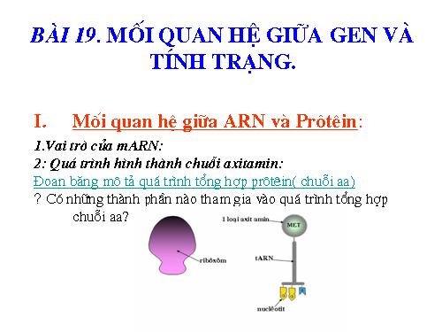 Bài 19. Mối quan hệ giữa gen và tính trạng