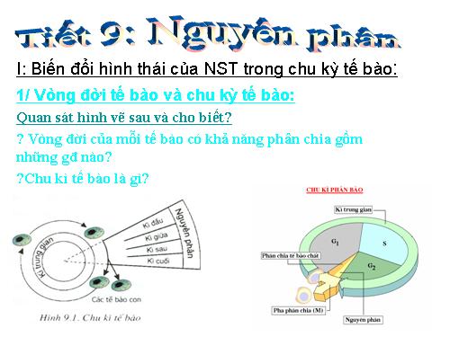 Bài 9. Nguyên phân