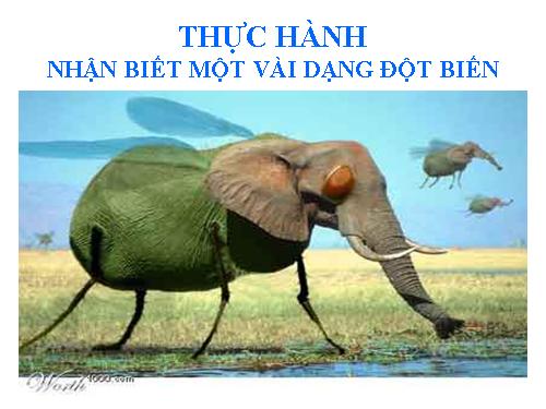 Bài 26. Thực hành: Nhận biết một vài dạng đột biến