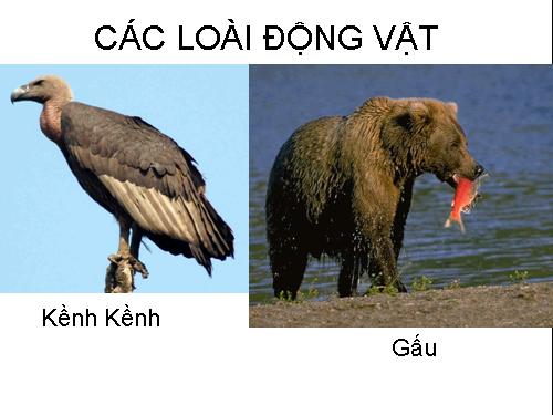 Bộ sưu tập ảnh các loài động vật