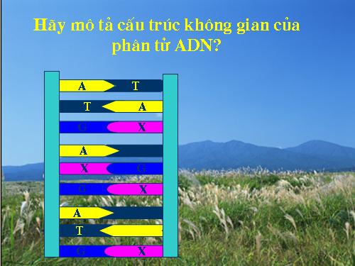 Bài 16. ADN và bản chất của gen