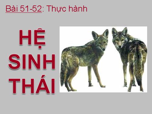 Bài 51. Thực hành: Hệ sinh thái