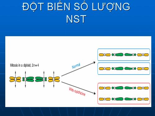 Bài 23. Đột biến số lượng nhiễm sắc thể