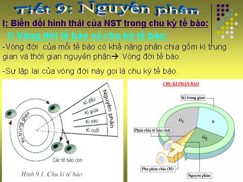 Bài 9. Nguyên phân