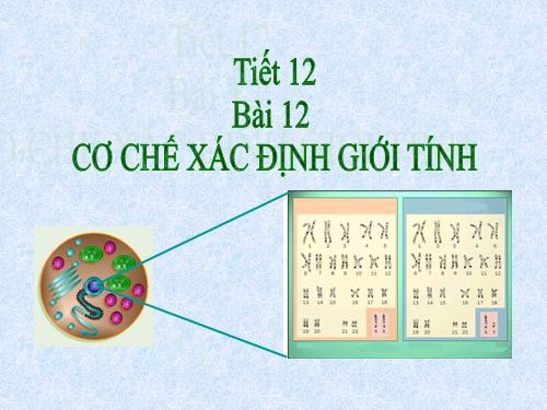 Bài 12. Cơ chế xác định giới tính