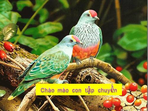 Chào mào con tập chuyền