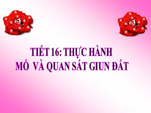 Bài 16. Thực hành: Mổ và quan sát giun đất