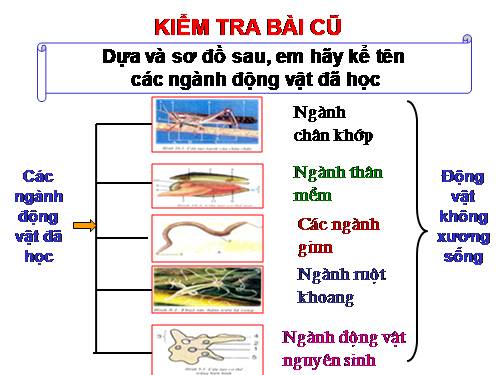 Bài 31. Cá chép