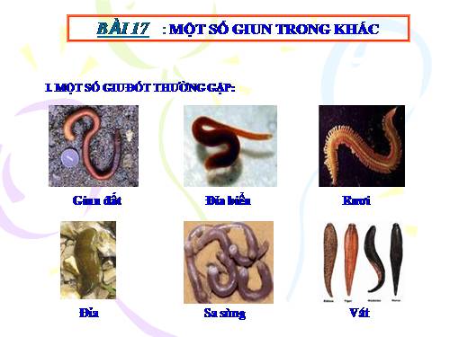 Bài 17. Một số giun đốt khác và đặc điểm chung của ngành Giun đốt