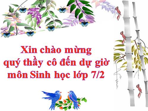 Bài 10. Đặc điểm chung và vai trò của ngành Ruột khoang