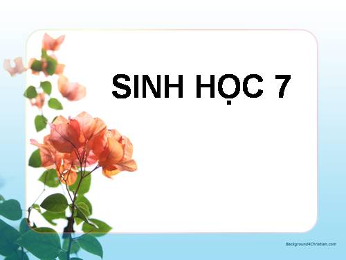 Bài 3. Thực hành: Quan sát một số động vật nguyên sinh