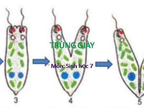 Bài 5. Trùng biến hình và trùng giày