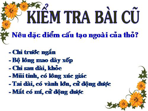 Bài 47. Cấu tạo trong của thỏ