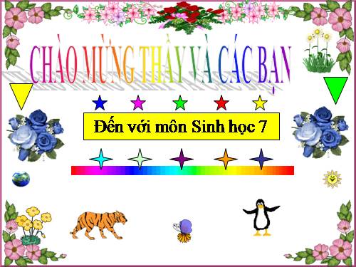 Bài 49. Đa dạng của lớp Thú: Bộ Dơi và bộ Cá voi