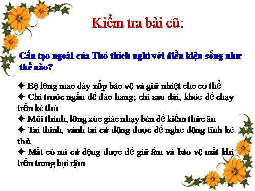 Bài 47. Cấu tạo trong của thỏ