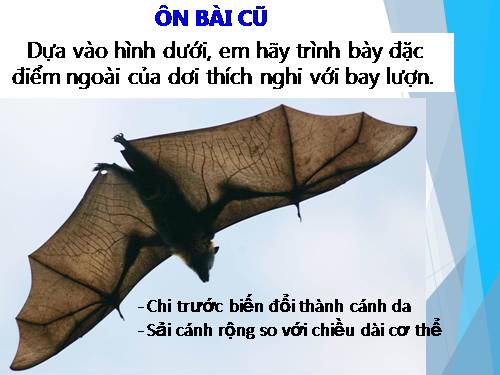 Bài 50. Đa dạng của lớp Thú: Bộ Ăn sâu bọ, bộ Gặm nhấm, bộ Ăn thịt