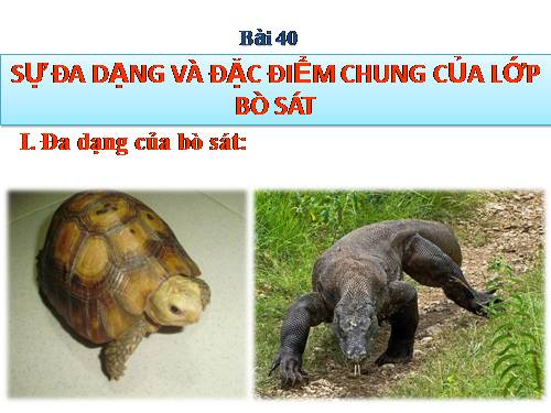 Bài 40. Đa dạng và đặc điểm chung của lớp Bò sát