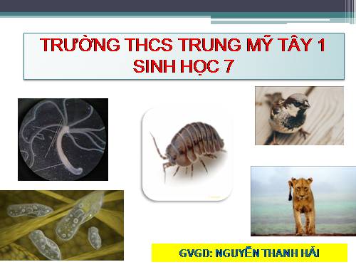 Bài 24. Đa dạng và vai trò của lớp Giáp xác