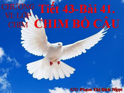 Bài 41. Chim bồ câu