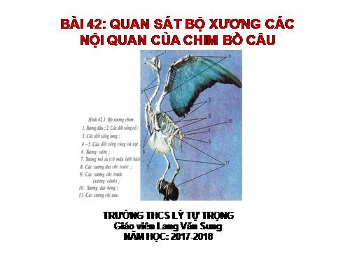 Bài 42. Thực hành: Quan sát bộ xương, mẫu mổ chim bồ câu