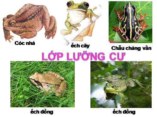 Bài 37. Đa dạng và đặc điểm chung của lớp Lưỡng cư