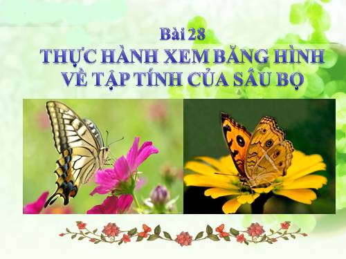 Bài 28. Thực hành: Xem băng hình về tập tính của sâu bọ