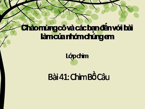 Bài 41. Chim bồ câu