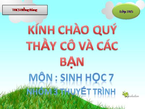 Bài 50. Đa dạng của lớp Thú: Bộ Ăn sâu bọ, bộ Gặm nhấm, bộ Ăn thịt