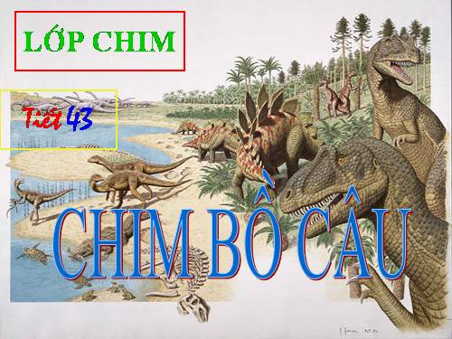 Bài 41. Chim bồ câu