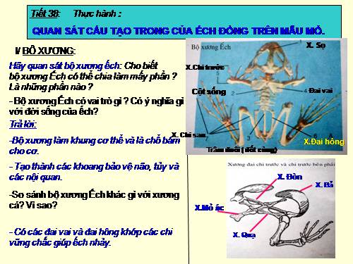 Bài 36. Thực hành: Quan sát cấu tạo trong của ếch đồng trên mẫu mổ